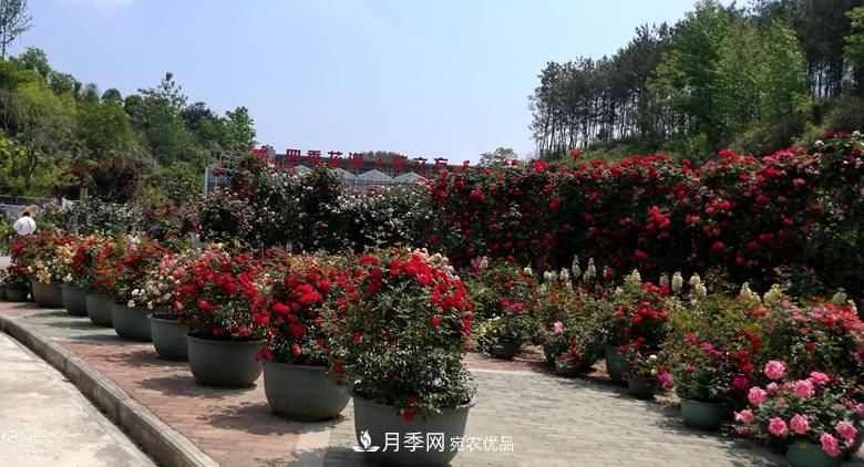 拱門(mén)造型月季浪漫穿行，花開(kāi)花落歲月靜好(圖6)