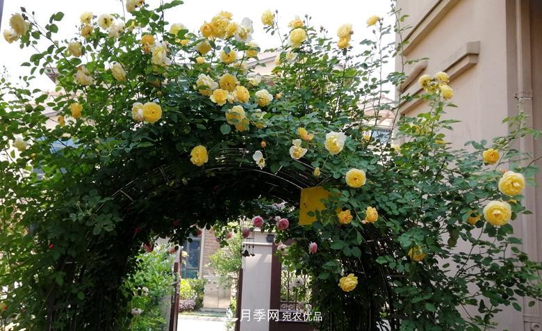 拱門(mén)造型月季浪漫穿行，花開(kāi)花落歲月靜好(圖7)