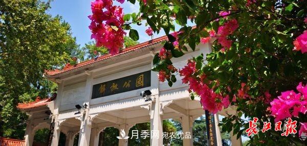 湖北武漢百萬(wàn)株月季“理發(fā)”，國慶節前將綻放街頭(圖1)