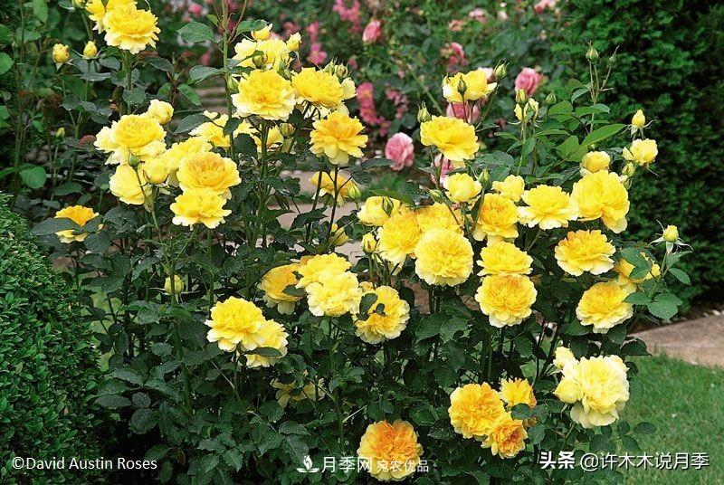 哪些月季更好更值得種植？擦亮眼睛全面分析月季優(yōu)缺點(diǎn)(圖1)