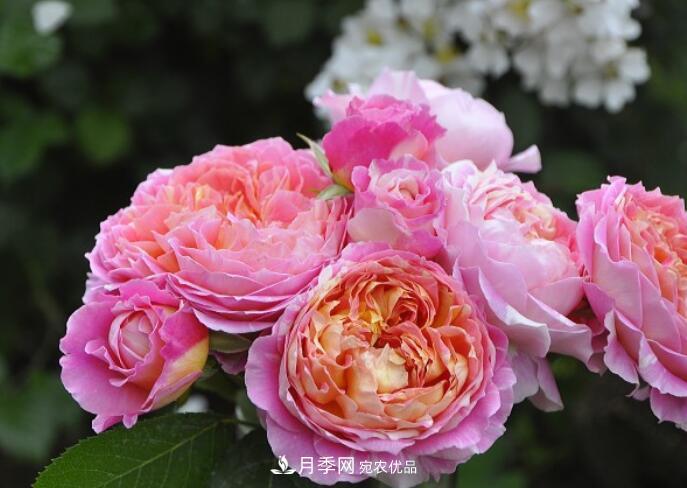 會(huì )變色的花！莫奈月季變化多，能耐高溫很好養(圖1)