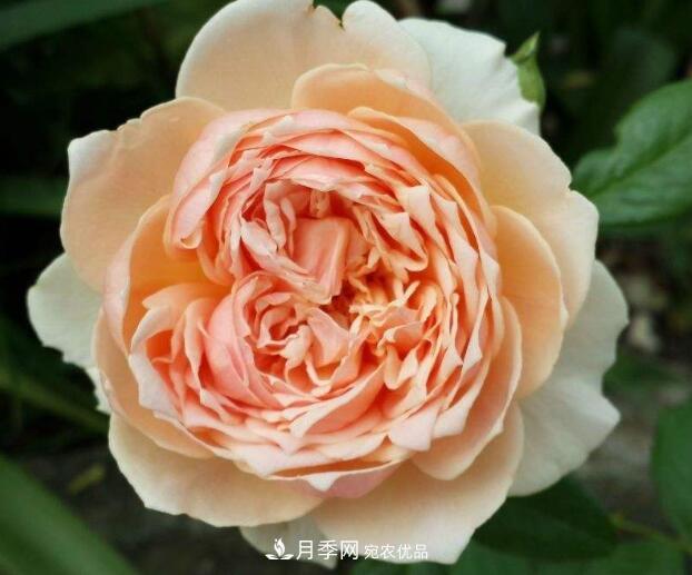 會(huì )變色的花！莫奈月季變化多，能耐高溫很好養(圖3)