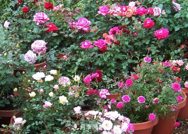 月季、三角梅、桂花、天竺葵，***適合秋天盆栽的花卉(圖1)