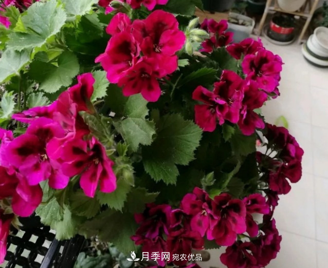 月季、三角梅、桂花、天竺葵，***適合秋天盆栽的花卉(圖5)