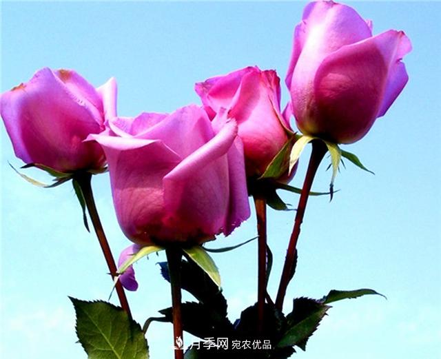 大花紫皇后月季，沉靜高貴成熟魅力，值得擁有(圖3)