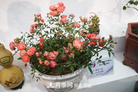 微型月季的養殖方法攻略(圖1)