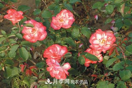 微型月季的養殖方法攻略(圖4)