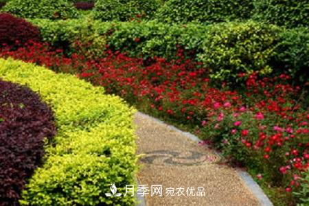微型月季的養殖方法攻略(圖3)