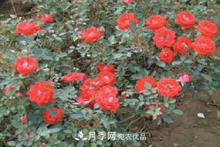 微型月季的養殖方法攻略(圖5)