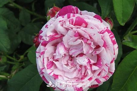 微型月季的養殖方法攻略(圖9)