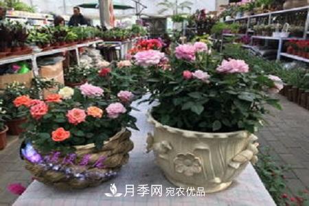 微型月季的養殖方法攻略(圖10)