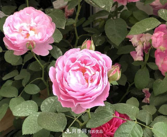 月季花冬天會(huì )凍死嗎？防寒的措施(圖1)