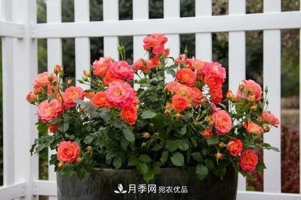 月季花夏季的修剪、施肥和防治病蟲(chóng)害攻略，遠離紅蜘蛛黑斑病(圖1)