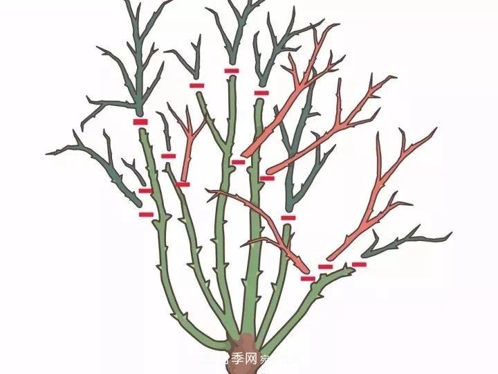 月季花夏季的修剪、施肥和防治病蟲(chóng)害攻略，遠離紅蜘蛛黑斑病(圖4)