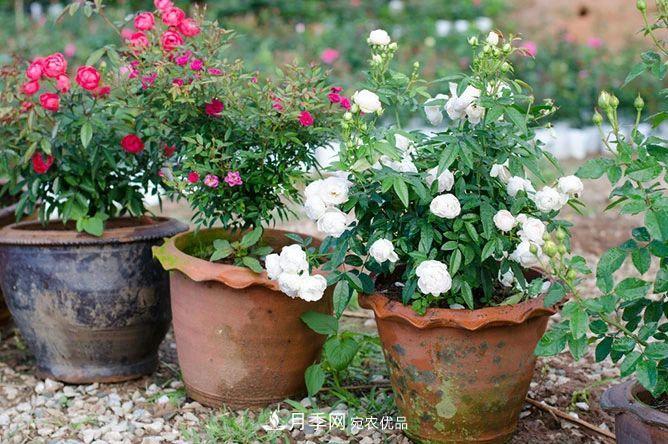 月季花夏季的修剪、施肥和防治病蟲(chóng)害攻略，遠離紅蜘蛛黑斑病(圖3)