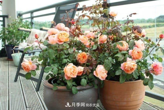 月季花夏季的修剪、施肥和防治病蟲(chóng)害攻略，遠離紅蜘蛛黑斑病(圖2)