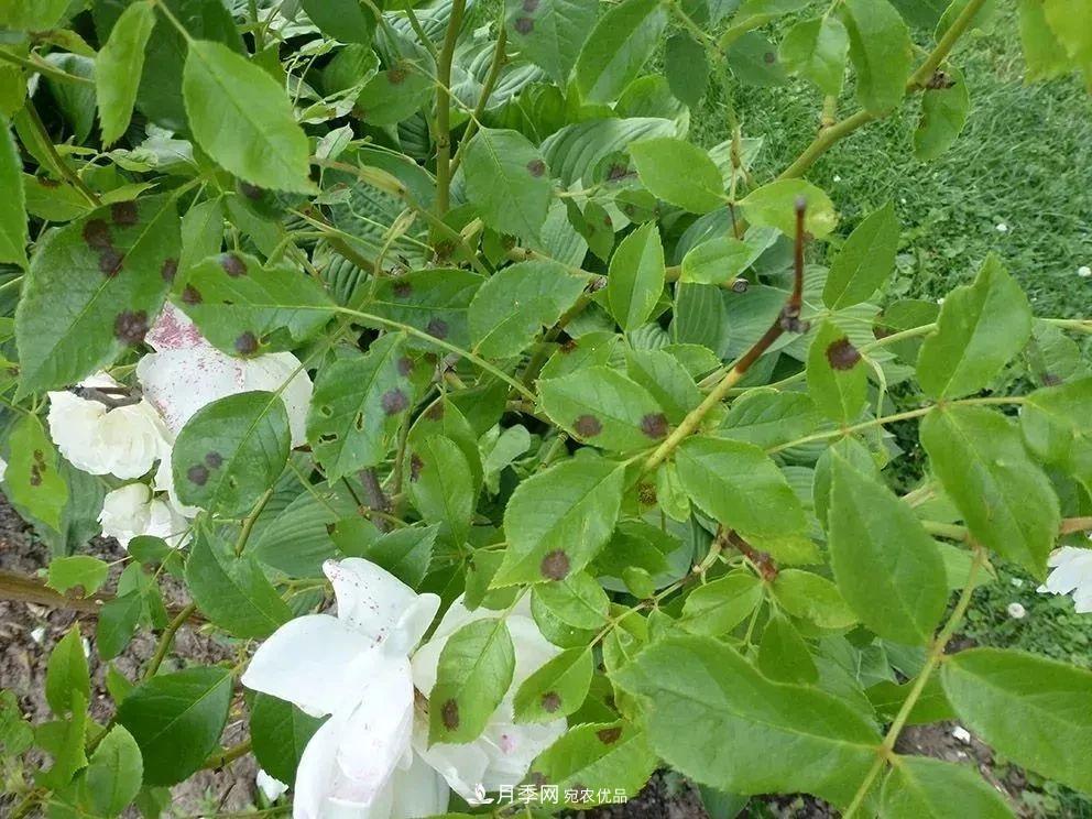月季花夏季的修剪、施肥和防治病蟲(chóng)害攻略，遠離紅蜘蛛黑斑病(圖5)