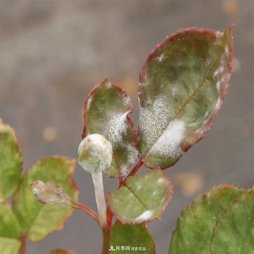 月季花夏季的修剪、施肥和防治病蟲(chóng)害攻略，遠離紅蜘蛛黑斑病(圖6)