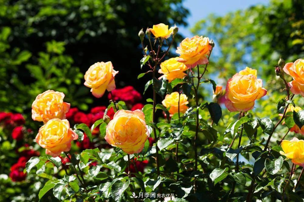 月季花夏季的修剪、施肥和防治病蟲(chóng)害攻略，遠離紅蜘蛛黑斑病(圖7)
