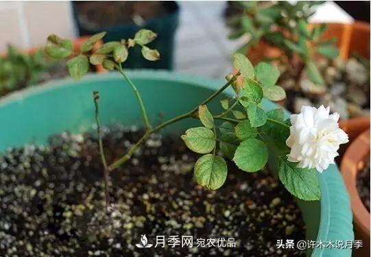 月季打頂是什么意思？教你正確打頂，苗更壯長(cháng)更快花更多(圖3)
