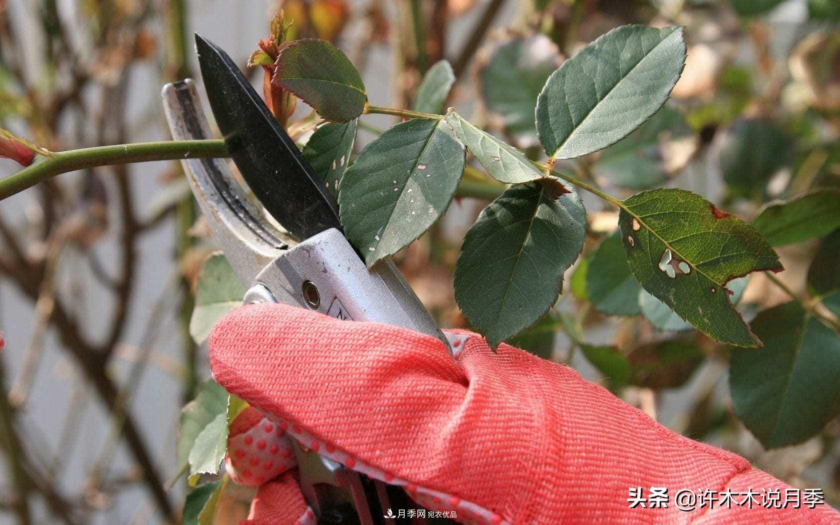 月季打頂是什么意思？教你正確打頂，苗更壯長(cháng)更快花更多(圖2)