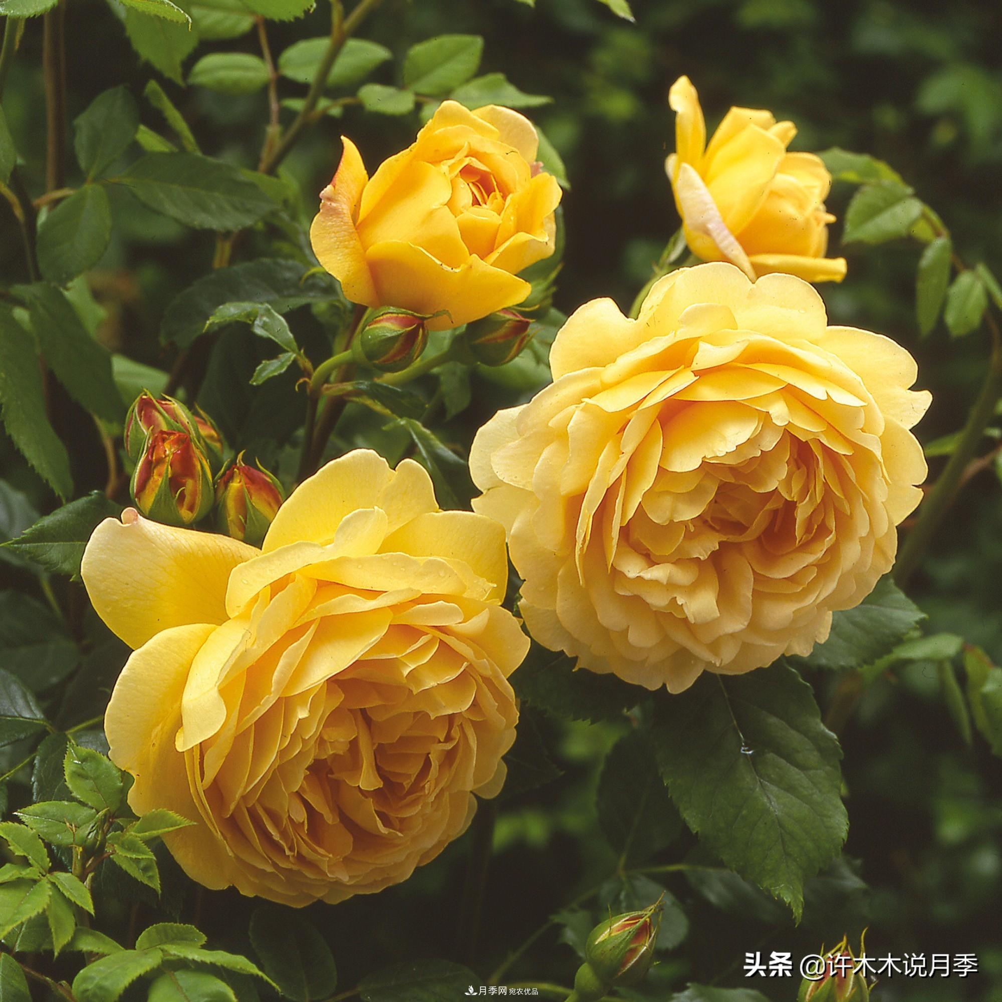 月季打頂是什么意思？教你正確打頂，苗更壯長(cháng)更快花更多(圖1)