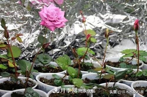 月季打頂是什么意思？教你正確打頂，苗更壯長(cháng)更快花更多(圖4)