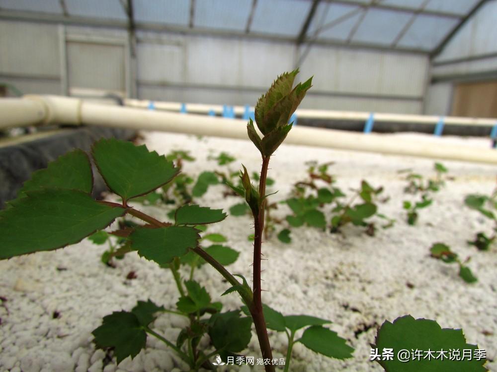 月季打頂是什么意思？教你正確打頂，苗更壯長(cháng)更快花更多(圖5)