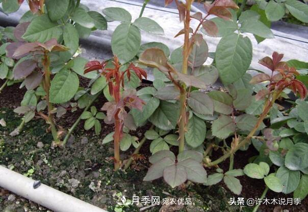 月季打頂是什么意思？教你正確打頂，苗更壯長(cháng)更快花更多(圖8)