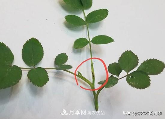 月季打頂是什么意思？教你正確打頂，苗更壯長(cháng)更快花更多(圖7)