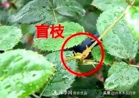 月季打頂是什么意思？教你正確打頂，苗更壯長(cháng)更快花更多(圖6)