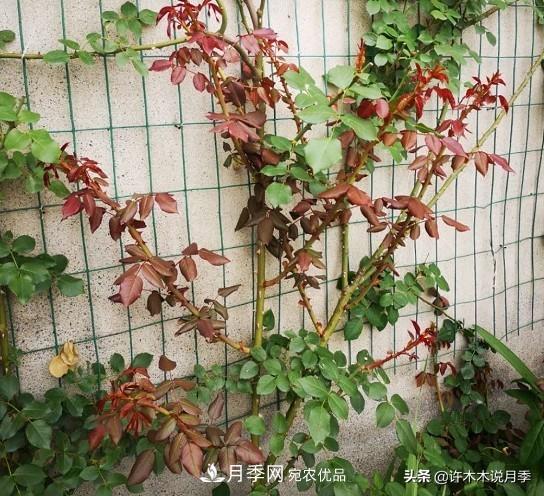 月季打頂是什么意思？教你正確打頂，苗更壯長(cháng)更快花更多(圖9)