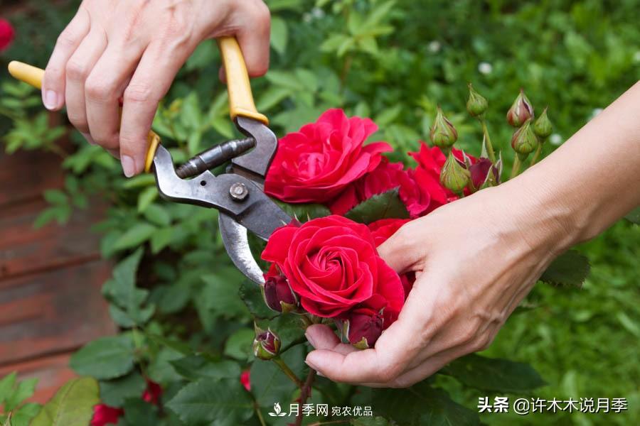 月季打頂是什么意思？教你正確打頂，苗更壯長(cháng)更快花更多(圖10)