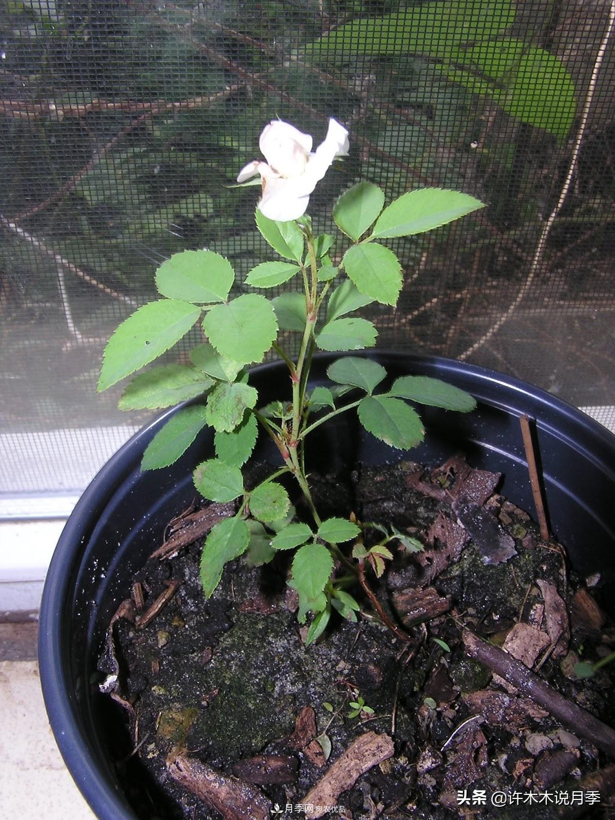 月季打頂是什么意思？教你正確打頂，苗更壯長(cháng)更快花更多(圖13)