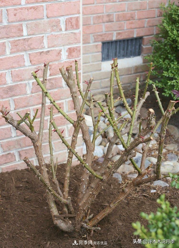 月季打頂是什么意思？教你正確打頂，苗更壯長(cháng)更快花更多(圖14)