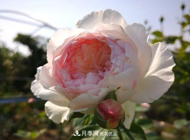 月季入秋修剪正當時(shí)，2種株型3種剪法，月季秋剪不犯難！(圖1)