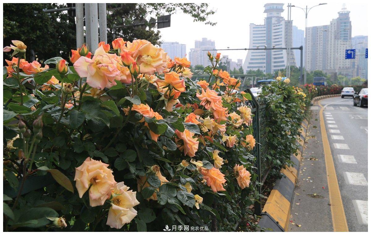 誰(shuí)說(shuō)月光族就不配養花？這20種月季花月薪3000也能養(圖1)