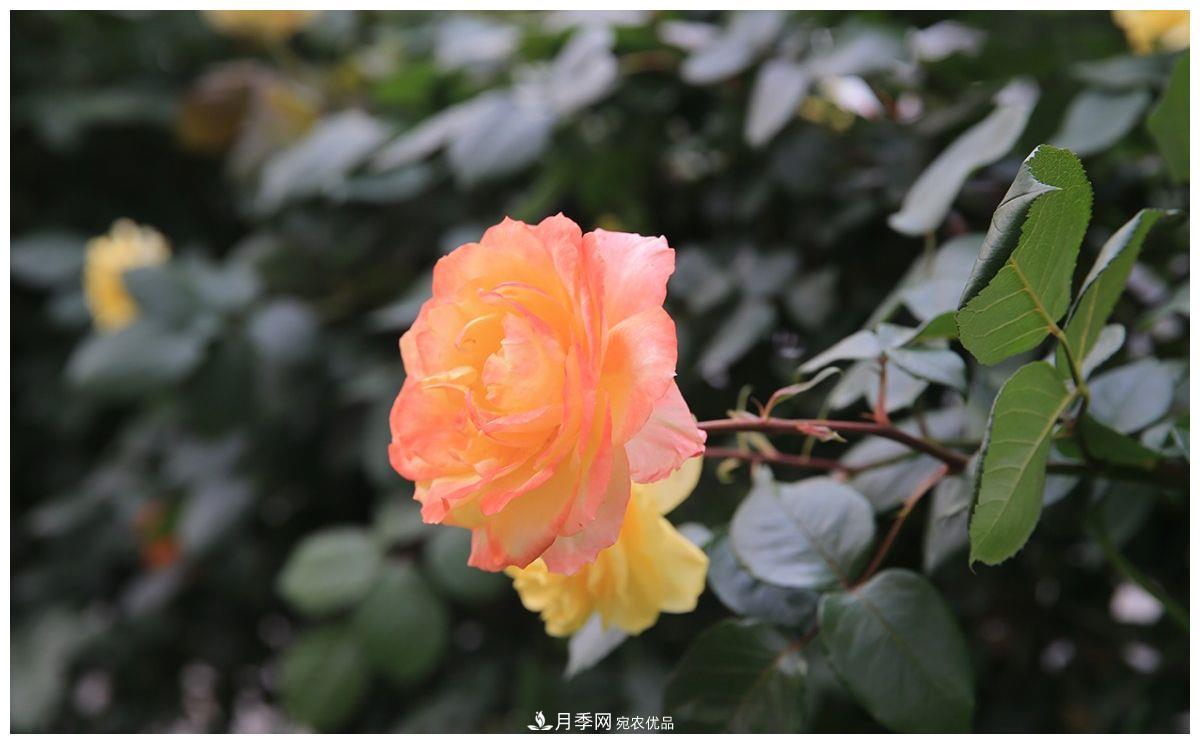 誰(shuí)說(shuō)月光族就不配養花？這20種月季花月薪3000也能養(圖4)
