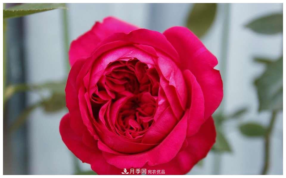 誰(shuí)說(shuō)月光族就不配養花？這20種月季花月薪3000也能養(圖8)