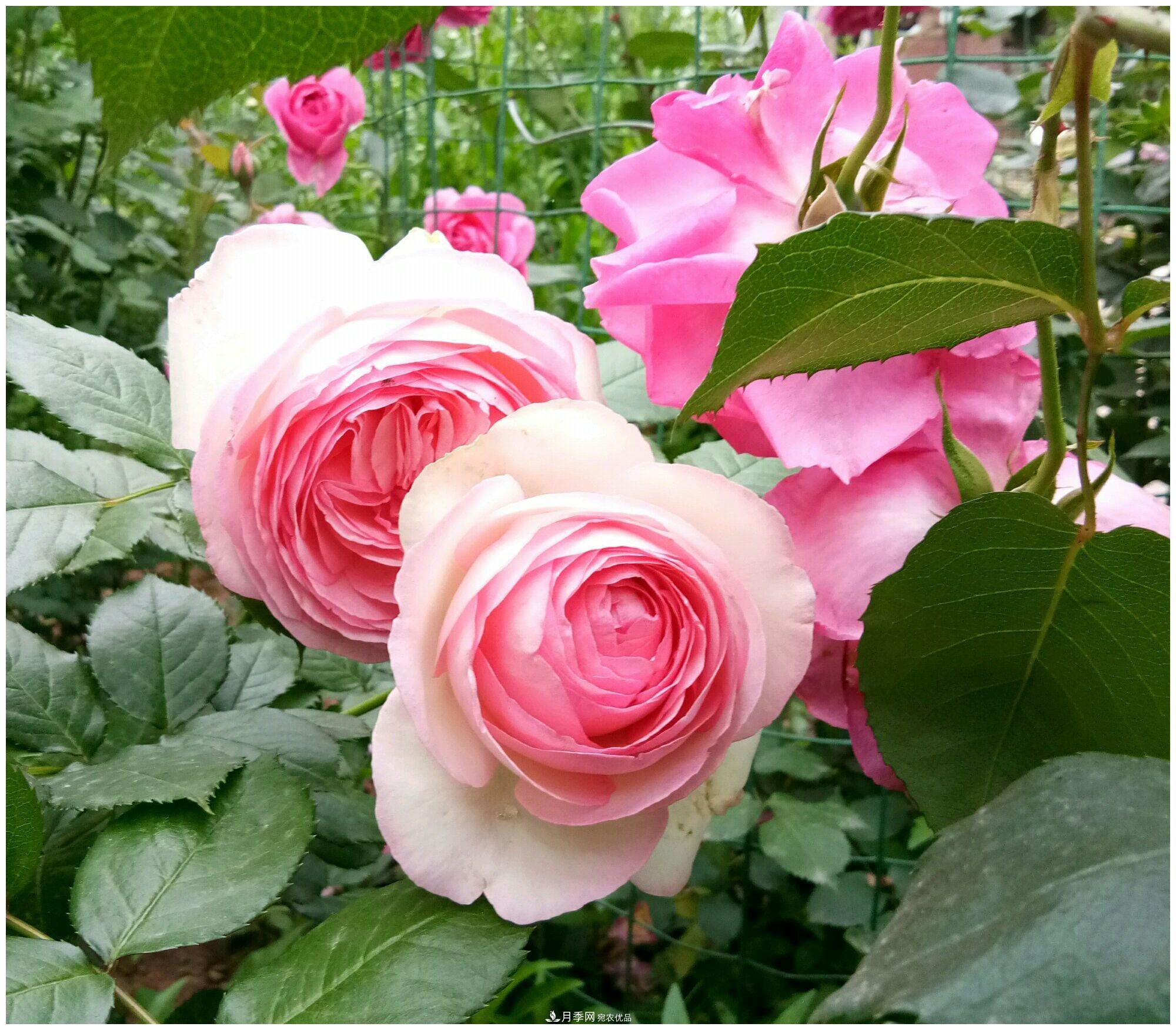 誰(shuí)說(shuō)月光族就不配養花？這20種月季花月薪3000也能養(圖10)