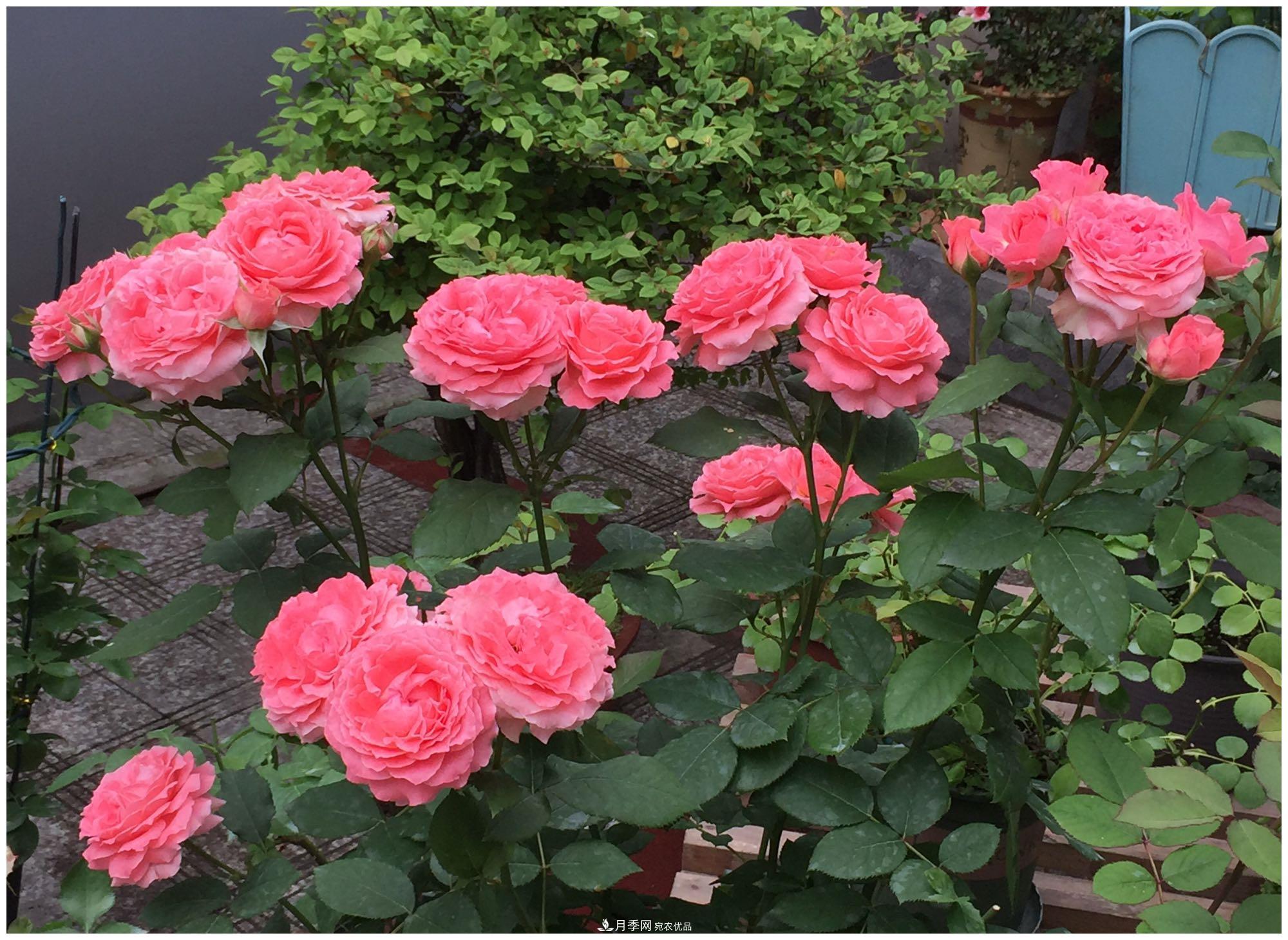 誰(shuí)說(shuō)月光族就不配養花？這20種月季花月薪3000也能養(圖22)