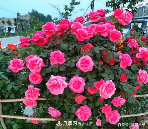安徽銅陵公路旁種滿(mǎn)“高級月季”，大家說(shuō)太漂亮，繞路也要去看花(圖3)