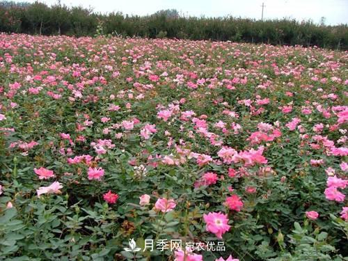 影響南陽(yáng)豐花月季生長(cháng)的因素有哪些？(圖1)