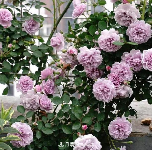 盆栽藤本月季花，該怎么延長(cháng)花期、提高開(kāi)花量？做到5點(diǎn)就夠了(圖1)