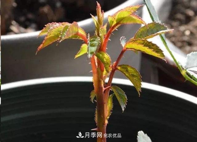 月季總黃葉？避開(kāi)這“三個(gè)誤區”，15天憋出一圈筍芽，花開(kāi)小半年(圖3)