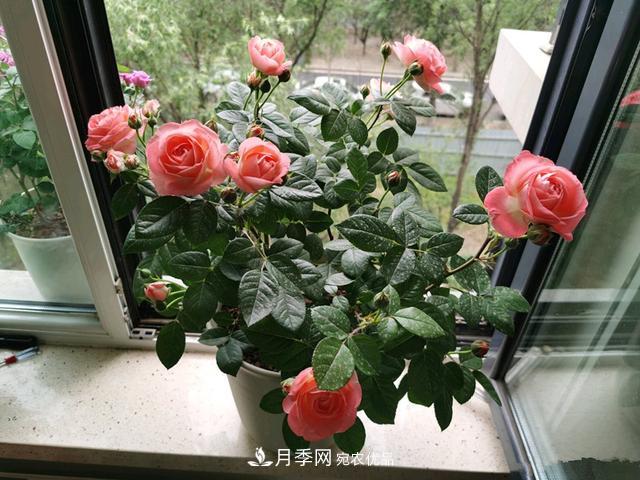 月季總黃葉？避開(kāi)這“三個(gè)誤區”，15天憋出一圈筍芽，花開(kāi)小半年(圖2)
