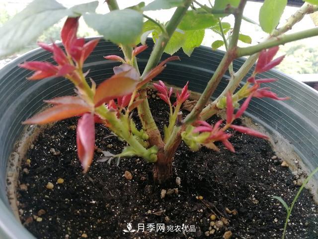 月季總黃葉？避開(kāi)這“三個(gè)誤區”，15天憋出一圈筍芽，花開(kāi)小半年(圖4)