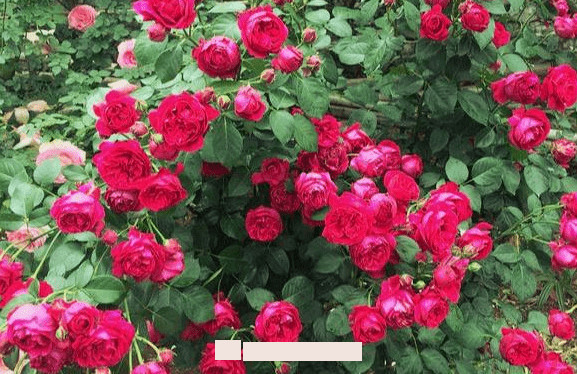 月季花愛(ài)長(cháng)個(gè)開(kāi)花多，養上2-3年就成“花墻”，值得擁有(圖3)