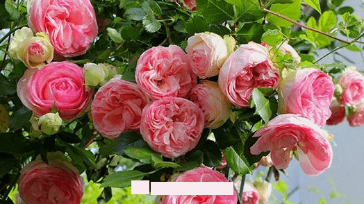 月季花愛(ài)長(cháng)個(gè)開(kāi)花多，養上2-3年就成“花墻”，值得擁有(圖1)