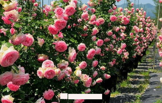 月季花愛(ài)長(cháng)個(gè)開(kāi)花多，養上2-3年就成“花墻”，值得擁有(圖2)